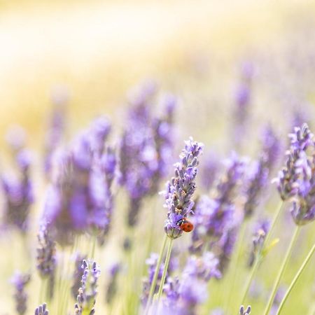 Agriturismo La Valle Della Lavanda - Podere Mezzastrada Fauglia 外观 照片