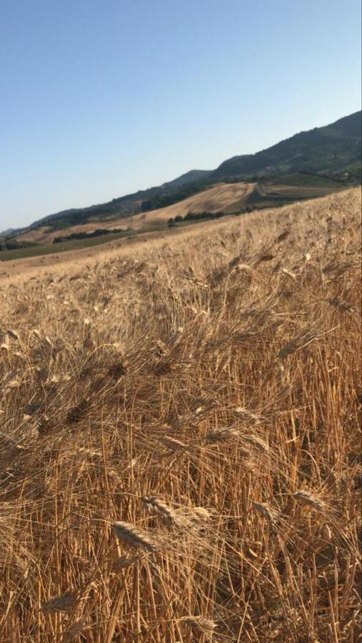 Agriturismo La Valle Della Lavanda - Podere Mezzastrada Fauglia 外观 照片
